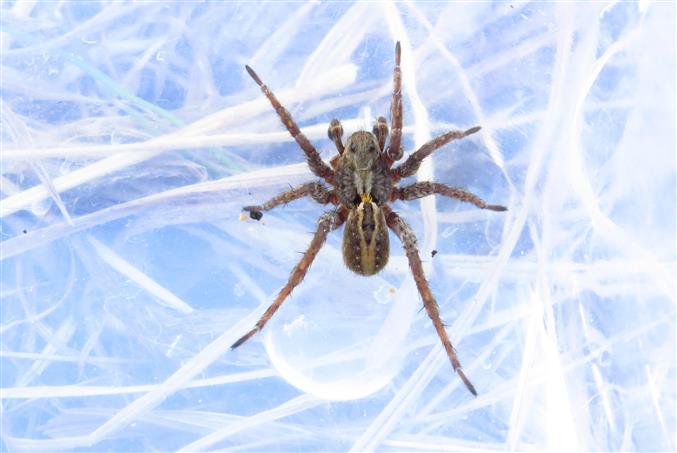 Lycosidae: Alopecosa sp., maschio  - Costa de Caparica (Portogallo)